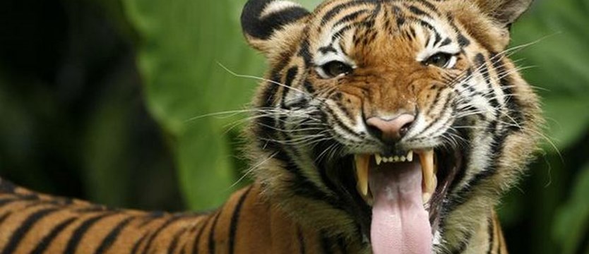 Tygrysica z nowojorskiego zoo zakażona koronawirusem
