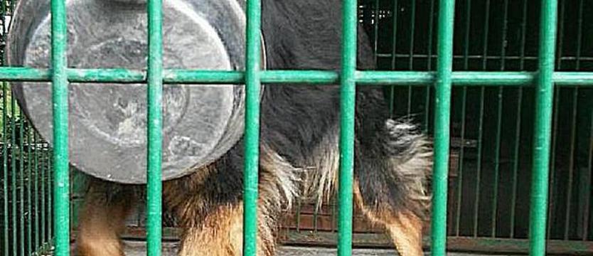 Co ze zwierzętami osób w kwarantannie? Dobra wola bliskich a obowiązek gminy