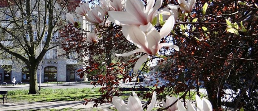 Czar magnolii szybko pryska