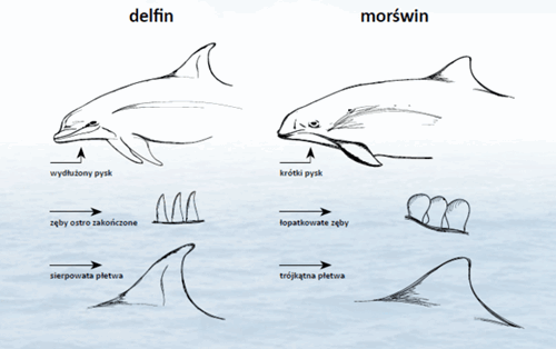 Delfin i morświn