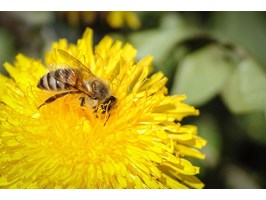 Światowy Dzień Pszczół. Miód lepszy niż antybiotyk