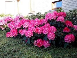 Kaskady kwitnących rododendronów. To trzeba zobaczyć!