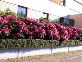 Kaskady kwitnących rododendronów. To trzeba zobaczyć!