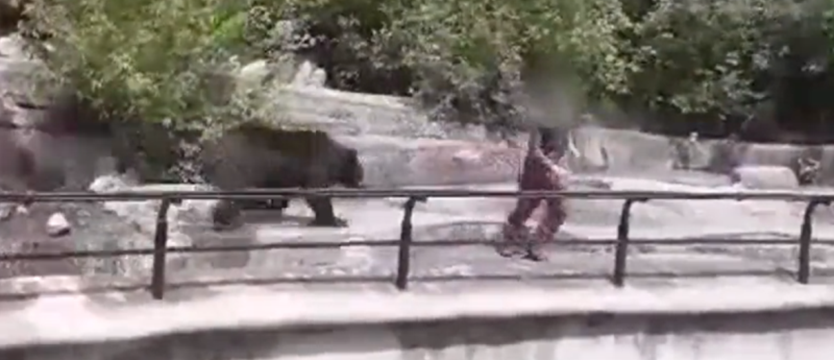 Pijany mężczyzna szarpał się z niedźwiedziem w warszawskim zoo