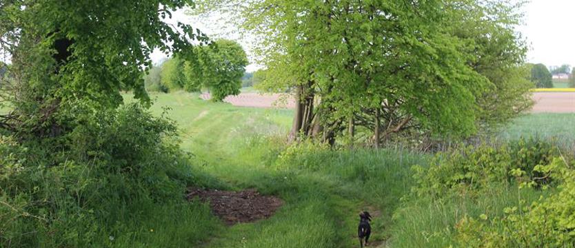 NIE dla fermy drobiu w Dębicach