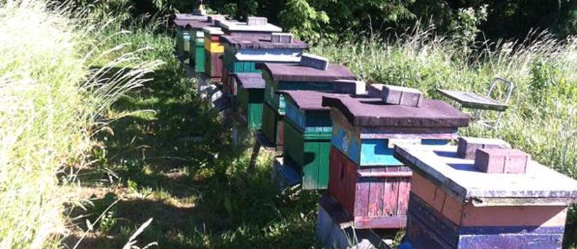 Gdzie się podziały pszczoły?