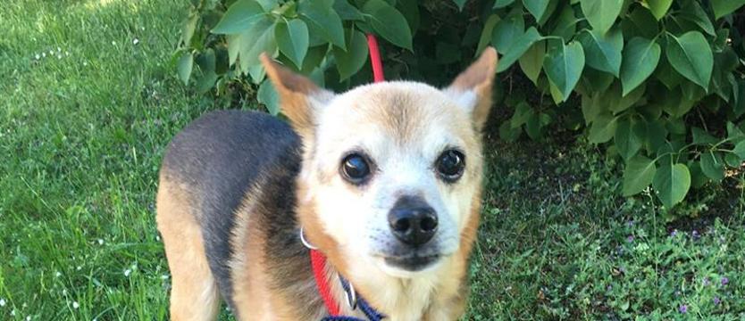 Maluch ze schroniska