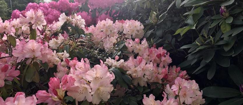 Cały Szczecin w kwiatach 2020. Ruszamy! Chętni na start!