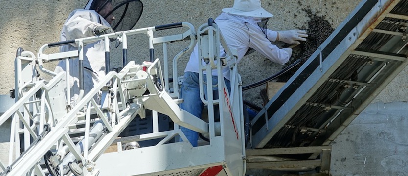 Rój pszczół na terenie szpitala „Zdroje” już usunięty