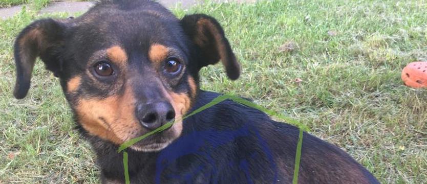 Maleńki Dżeki czeka na nowy dom