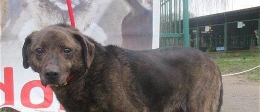 Rufus dziś bez domu