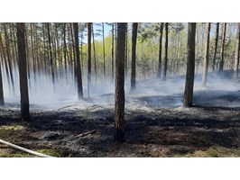 W lasach zagrożenie pożarowe. Leśnicy apelują o ostrożność