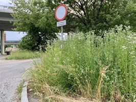 Chwasty, trawa i ekologia w Szczecinie. Miejskiej łąki łan
