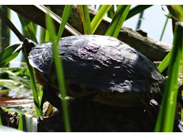 Sezon (nie) dla żółwia