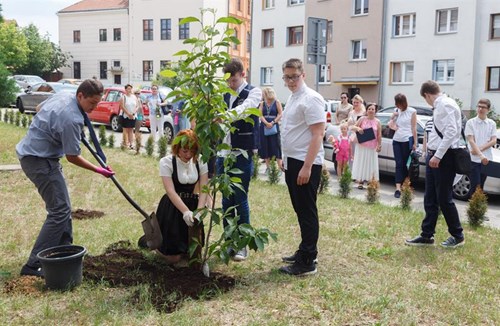 Ósmoklasiści sadzą magnolię w SP 63 w Szczecinie