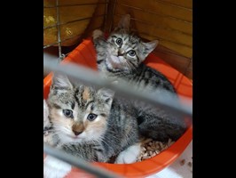 Szczeciński TOZ apeluje o pomoc. Adopcje kotów stanęły
