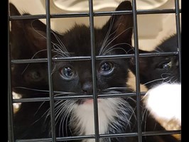 Szczeciński TOZ apeluje o pomoc. Adopcje kotów stanęły