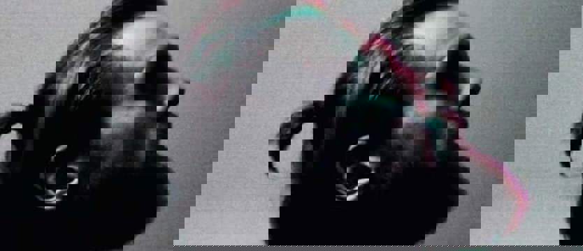 Główna nagroda za "Zielono nam". Wygrał Michał Grobelny