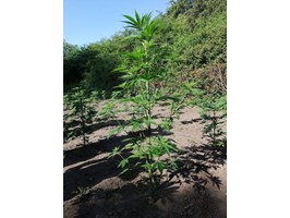 Nielegalna plantacja marihuany pod Szczecinem zlikwidowana