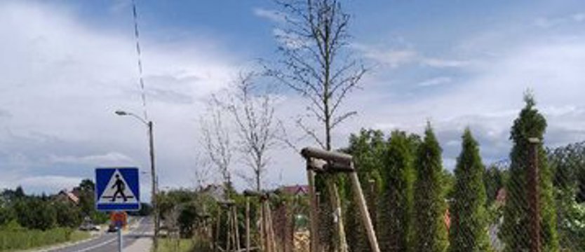 NAPISZ DO NAS. Uschły młode drzewa w Gryfinie