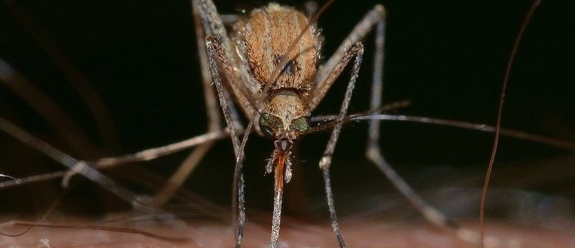Koronawirus SARS-CoV-2 nie jest przenoszony przez komary