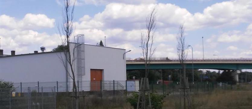 Młode... martwe drzewa