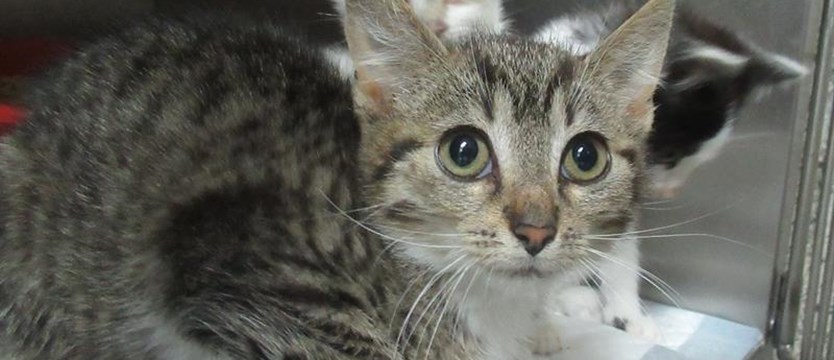 Trzydzieści kociaków czeka na adopcję. To dla nich szansa na przetrwanie