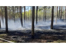 W lipcu 32 pożary lasów na terenie regionalnej dyrekcji w Szczecinie