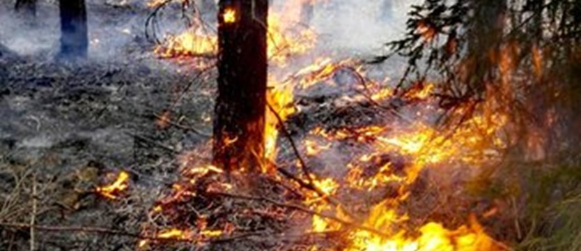 W lipcu 32 pożary lasów na terenie regionalnej dyrekcji w Szczecinie
