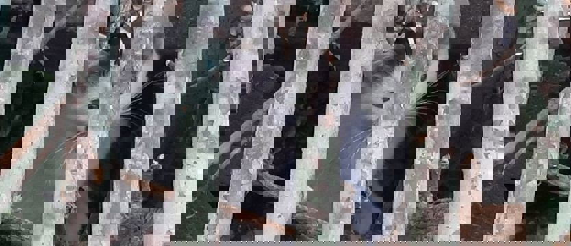 Strażniczka uwolniła rannego kota. Ale sama musiała się udać do szpitala