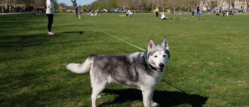 Psi ekopatrol na sześć łap. Zbiórka w sobotę przed południem