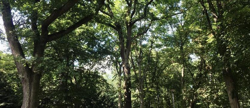 Wielkie drzewa i stare aleje