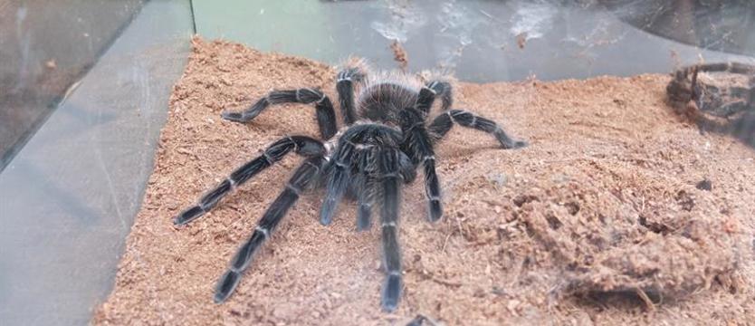 Jadowite pająki na dworcu w Pogorzelicy