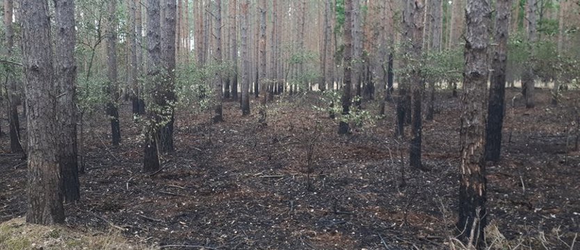 Coraz większe zagrożenie pożarowe w lasach Pomorza Zachodniego