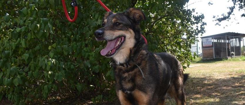 Moris przyjaźnie wachluje ogonem