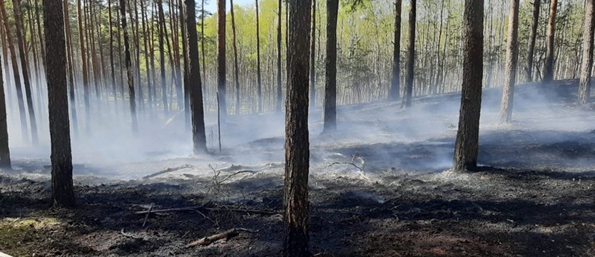 Trzeci stopień zagrożenia pożarowego w zachodniopomorskich lasach
