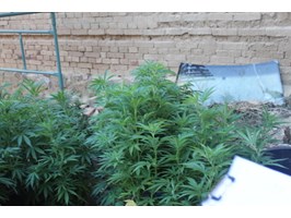 Plantacja marihuany w Pełczycach zlikwidowana