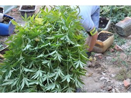 Plantacja marihuany w Pełczycach zlikwidowana