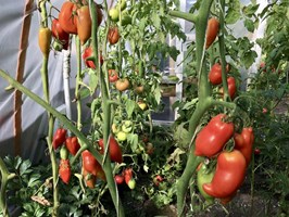 Seler, pomidory i dziwaczek jalapa