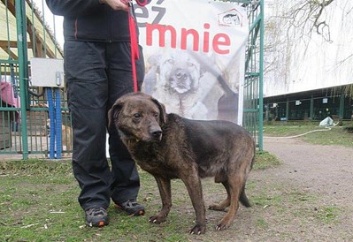 Rufus - pies do adopcji w szczecińskim schronisku