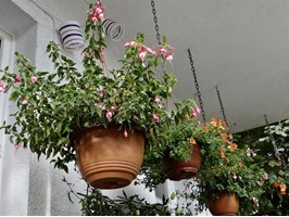 Lśniąca portulaka, bugenville i passiflora