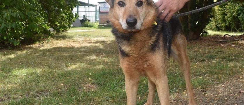 Kłapouchy Lucek szuka przyjaciela