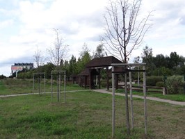 Jesienne sadzenie drzew w Szczecinie. Plan na zieleń w gwarancji