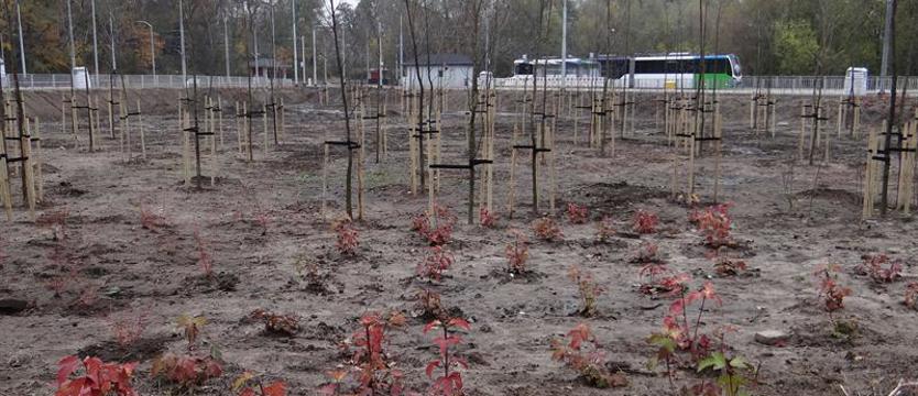 Nowy gracz przy zielonym stoliku