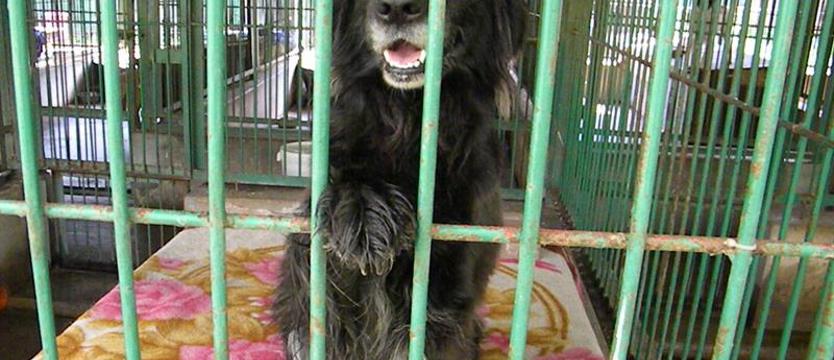 Ocal. Przygarnij. Nie kupuj. Weź KURIEREM do domu