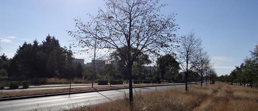 Tną, sadzą, inwestują. Pieniądze w zielone