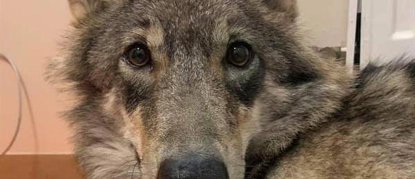 Ludzie dla wilka, czyli Kamyk z rowu