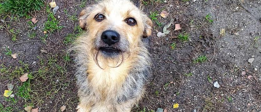 Poznaj oryginalną Kobrę