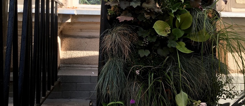 Śródmieście bez śmieci. Sposób na zielone ściany