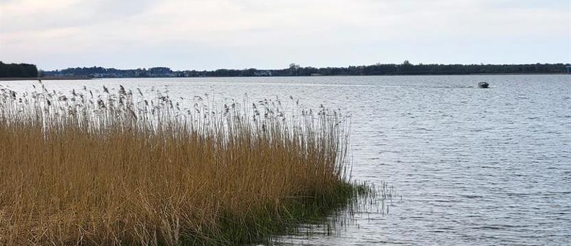 Trwa usuwanie martwego narybku z kanału wpływającego do jeziora Jamno